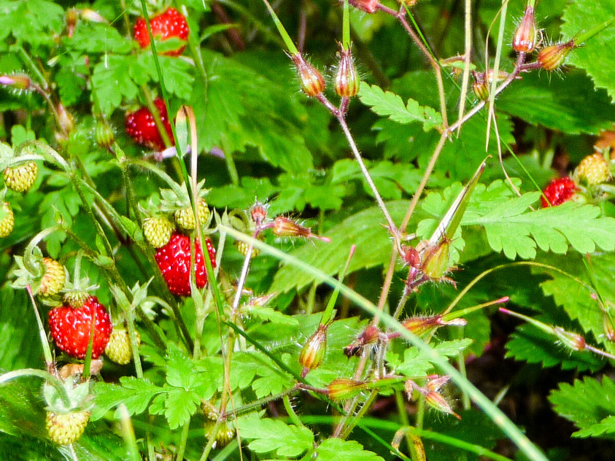 Frische Wald-Erdbeeren im Kräuter-Garten